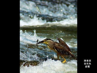 陳春棠 食有魚 綠鷺 