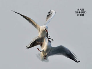 宋天福 《空中爭宴》 紅嘴鷗 