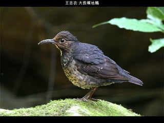 王吉衣 大長嘴地鶇 