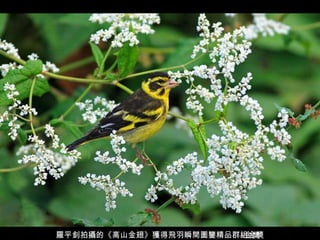 羅平釗拍攝的《高山金翅》獲得飛羽瞬間圖鑒精品群組金獎 金獎 