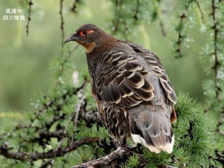 高建中 四川雉鶉 