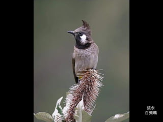 張永 白頰鵯 
