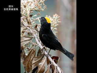 張永 金枕黑雀雄鳥 