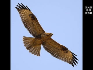 王英傑 翱翔 普通鵟 