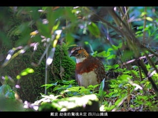 戴波 劫後的驚魂未定 四川山鷓鴣 