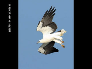 馮啟文 海上霸王 白腹海鵰 