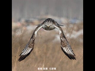 董義 雄鷹  毛腳鵟 