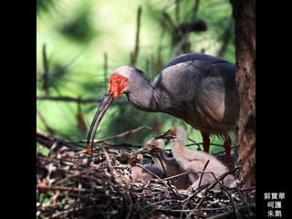 郭寶華 呵護 朱鹮 