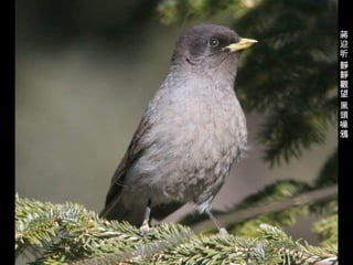 蔣迎昕 靜靜觀望 黑頭噪鴉 
