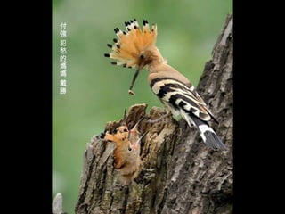 付強 犯愁的媽媽 戴勝 