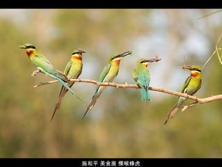 施和平 美食展 慄喉蜂虎 