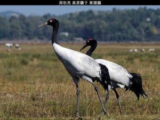周秋亮 高原驕子 黑頸鶴 