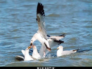 韓文達 爭奇鬥“宴” 