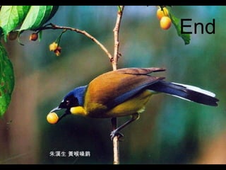 朱漢生 黃喉噪鹛 End 