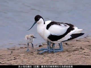 孫少海拍攝的《庇護》獲得飛羽瞬間精彩行為群組銀獎 