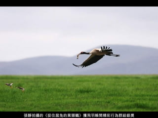 張靜拍攝的《捉住鼠兔的黑頸鶴》獲飛羽瞬間精彩行為群組銀獎 