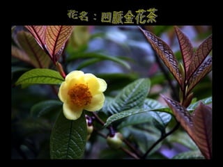 花名：凹脈金花茶 