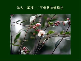 花名：垂枝 -- 不像茶花像梅花 