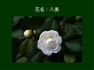 花名：八美 
