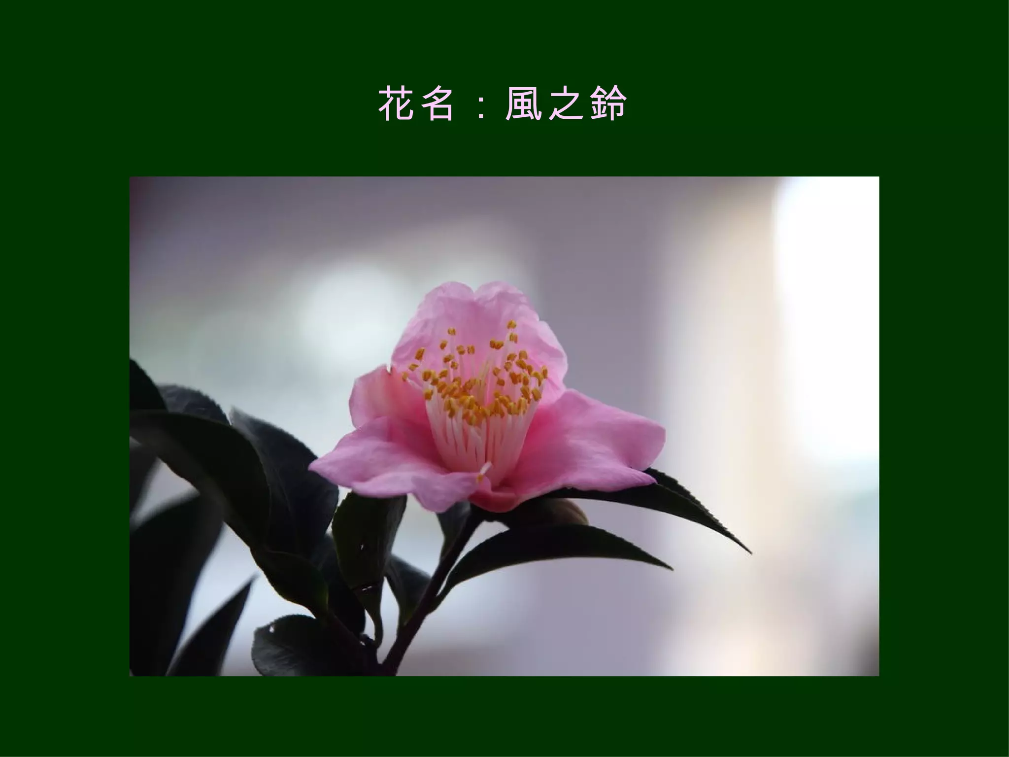 花名：風之鈴 