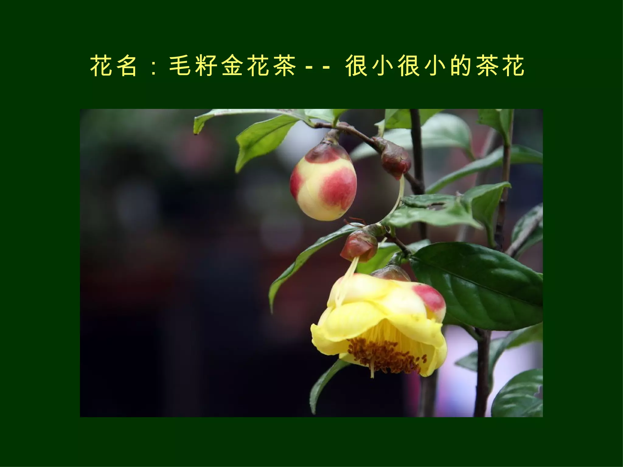 花名：毛籽金花茶 -- 很小很小的茶花   