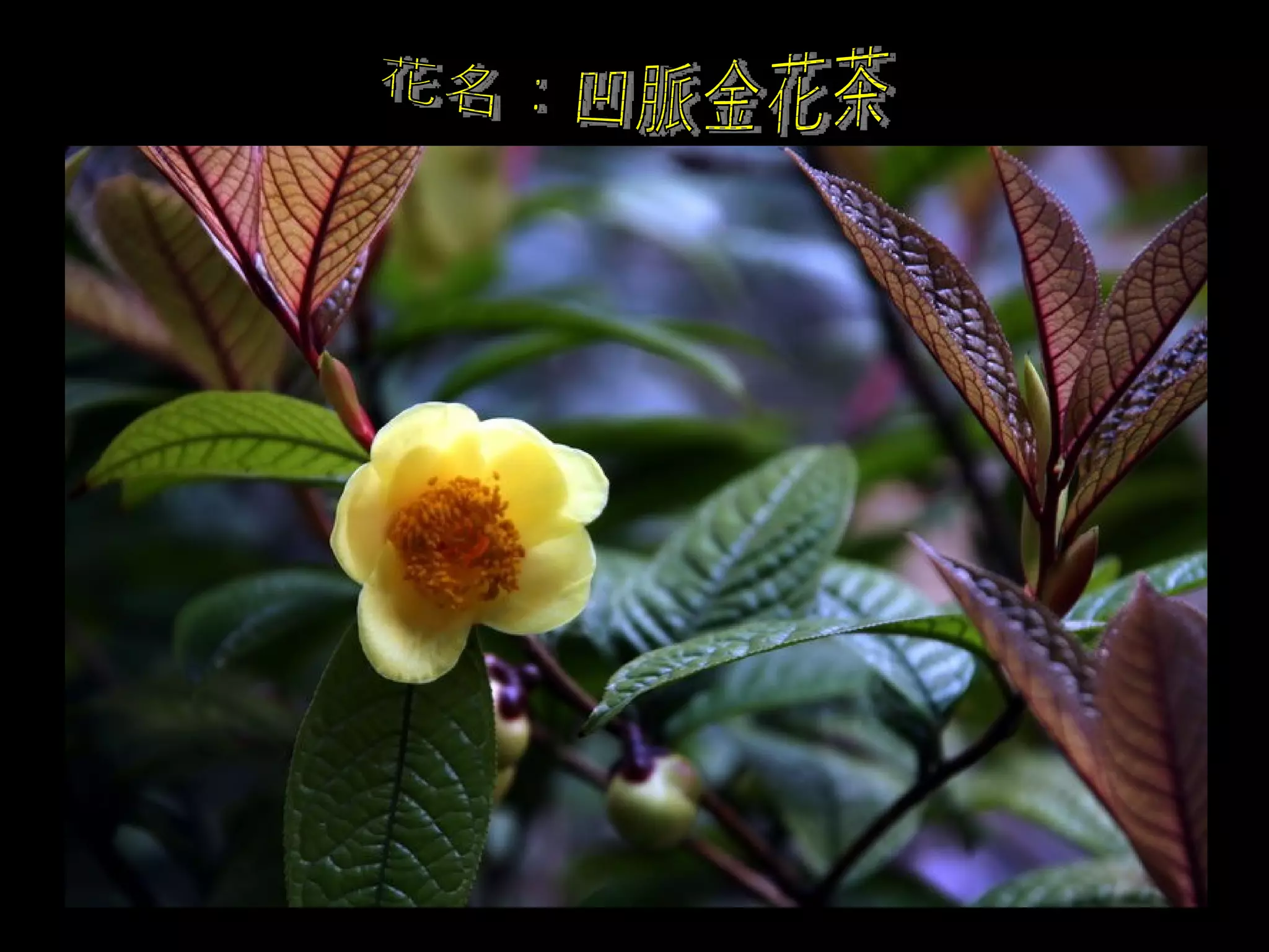 花名：凹脈金花茶 
