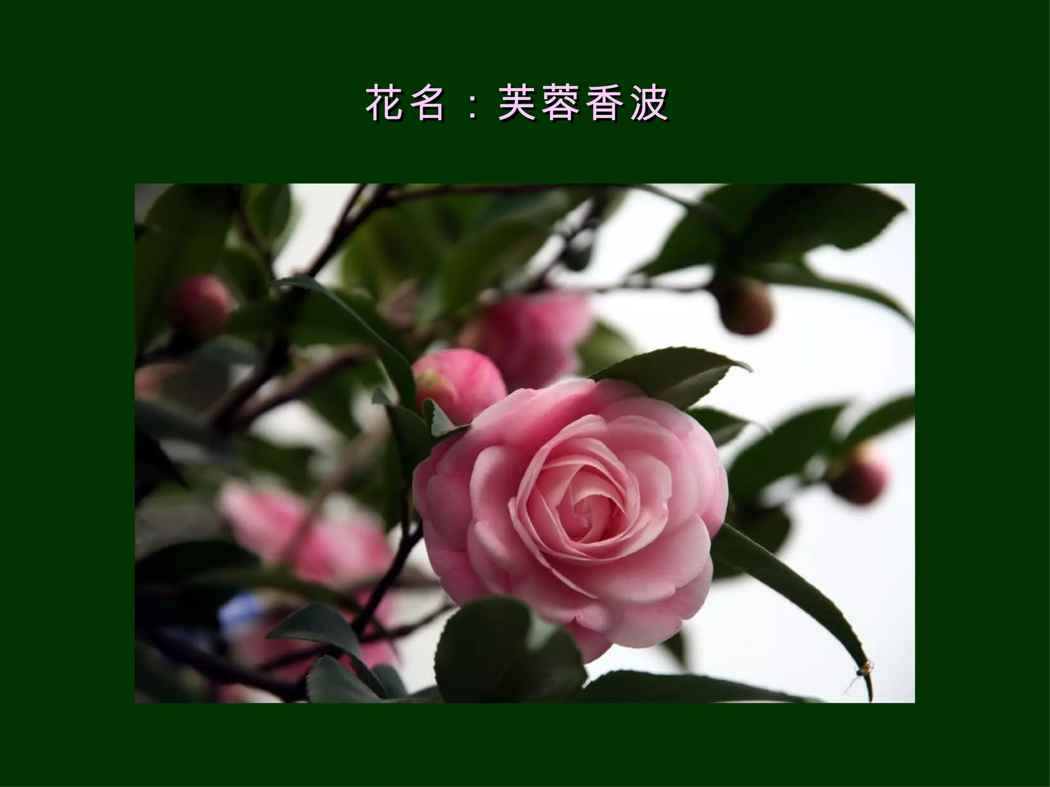 花名：芙蓉香波   