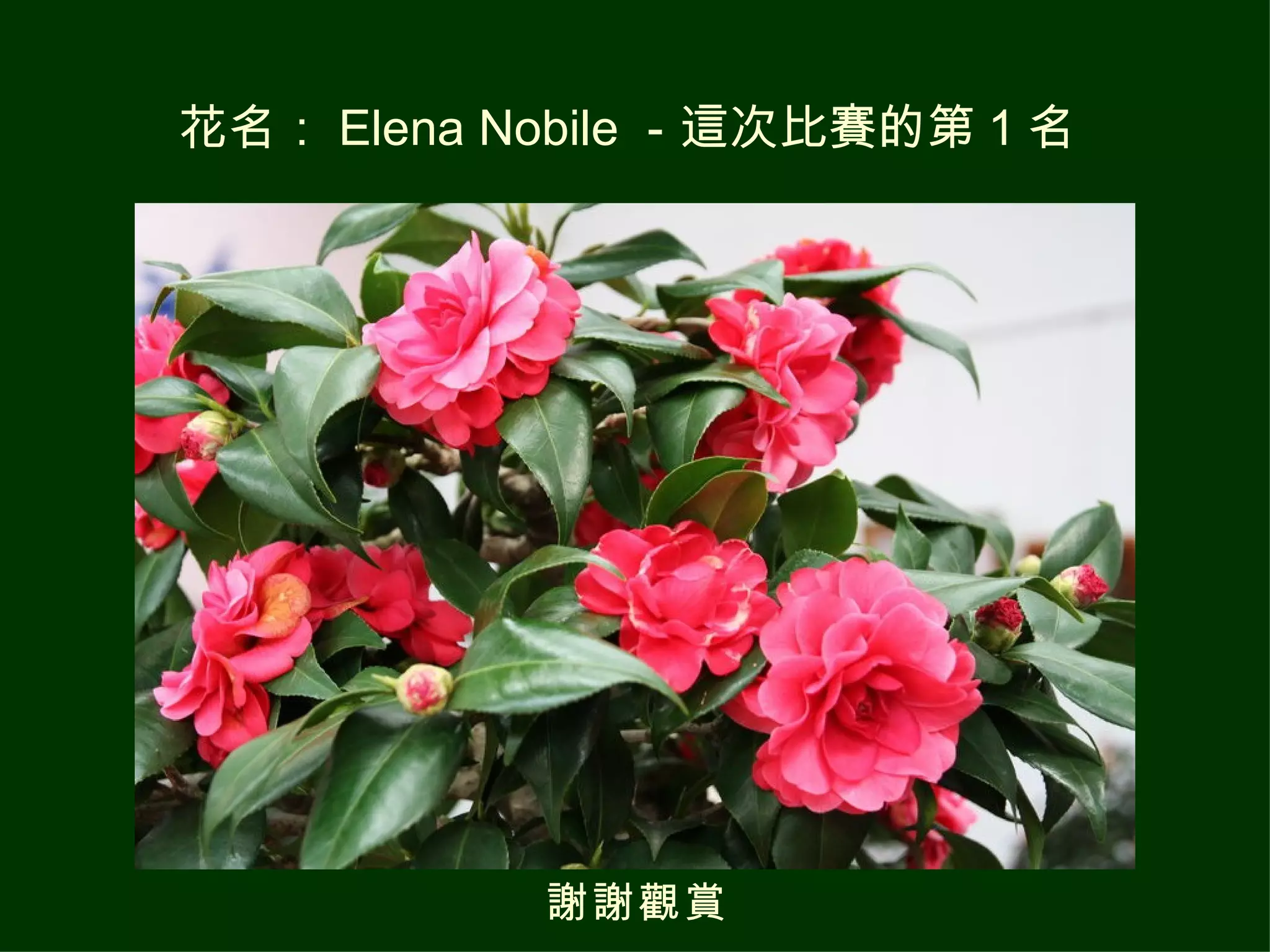 花名： Elena Nobile －這次比賽的第 1 名   謝謝觀賞 