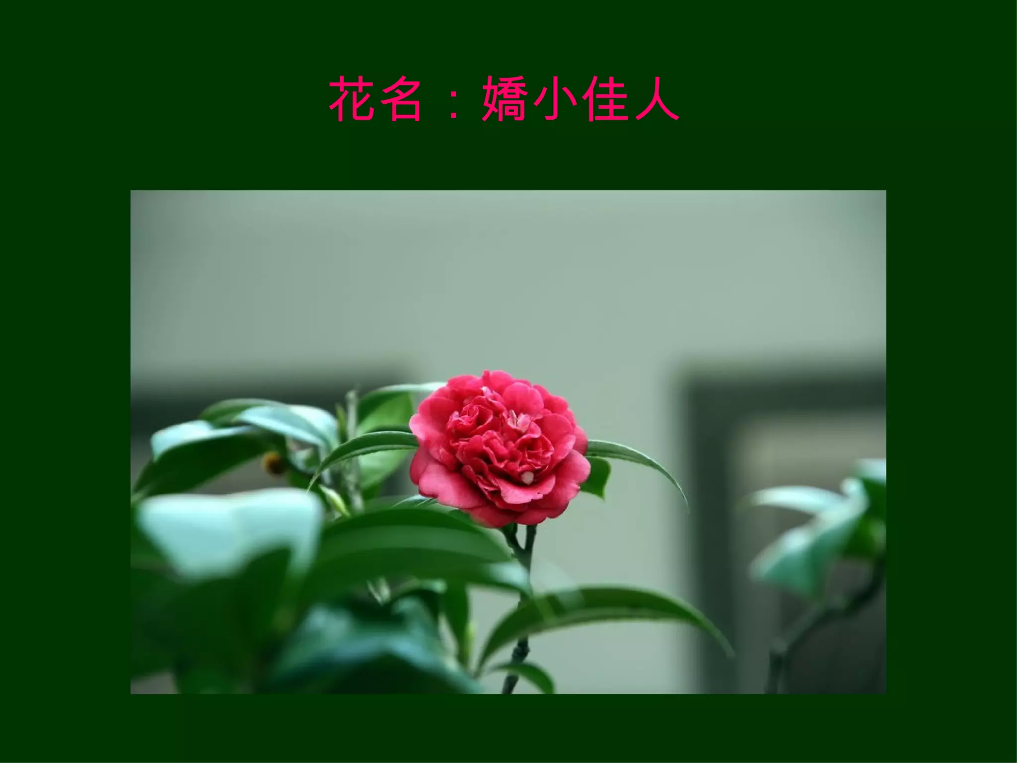 花名：嬌小佳人 