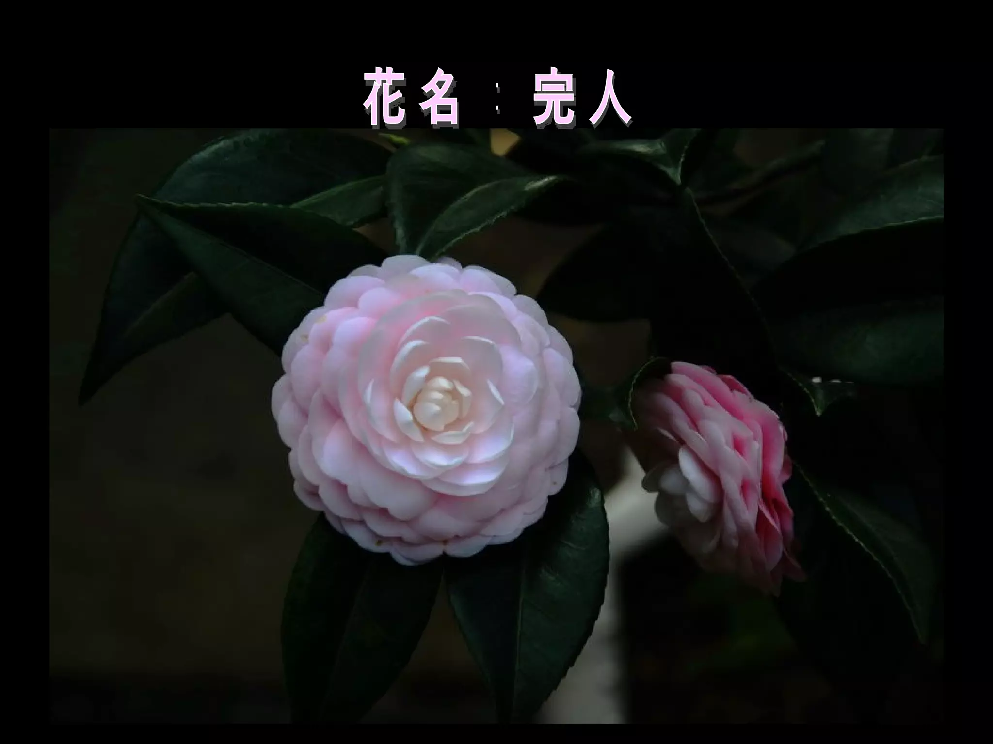 花名：完人 
