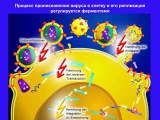 Процесс проникновения вируса в клетку и его репликация
регулируется ферментами
 