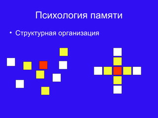 Психология памяти
• Структурная организация
 