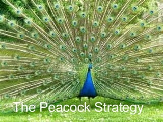 The Peacock Strategy 