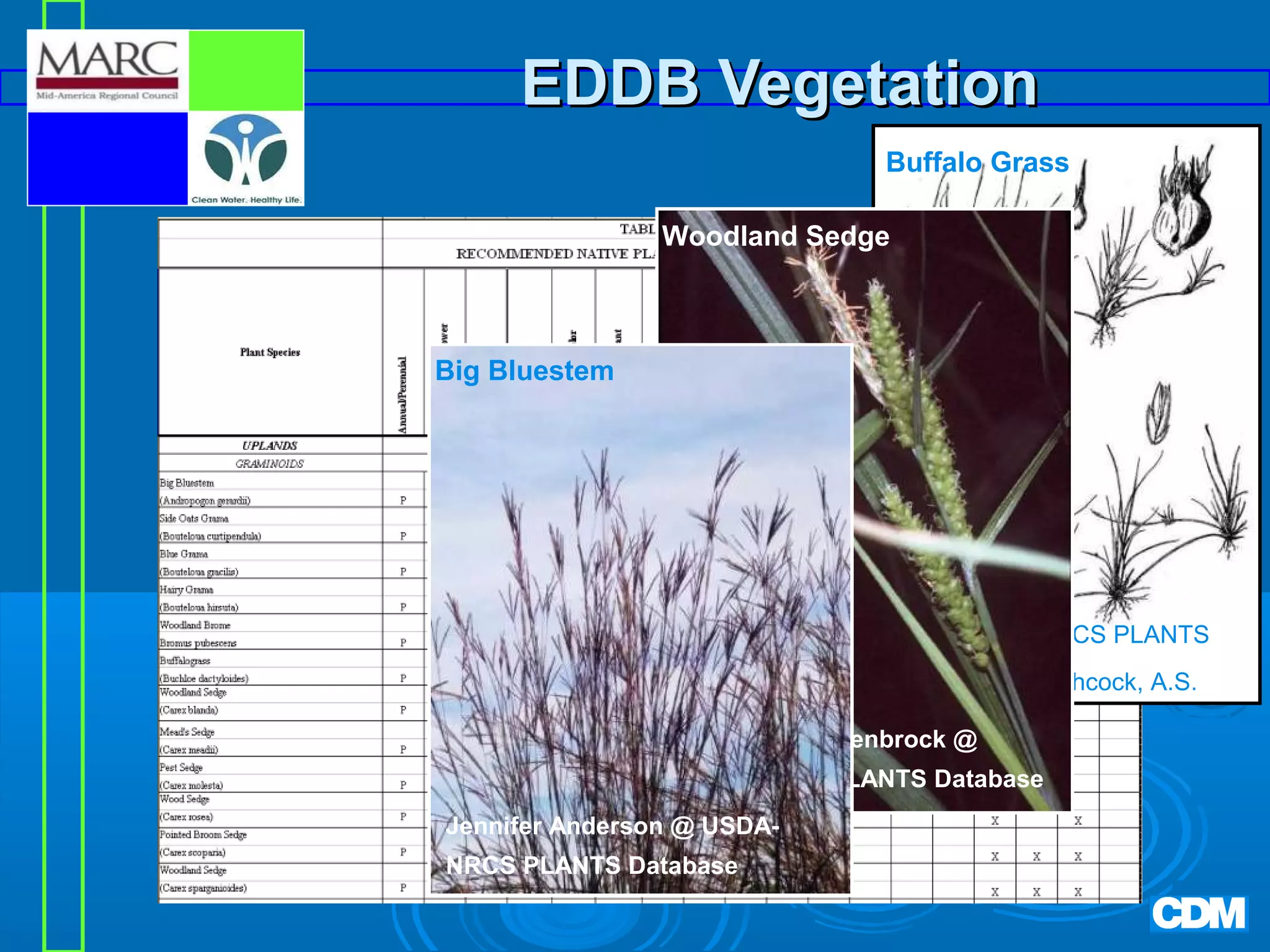 EDDB Vegetation
Buffalo Grass
Woodland Sedge

Big Bluestem

USDA-NRCS PLANTS
Database / Hitchcock, A.S.
Robert H. Mohlenbrock @
USDA-NRCS PLANTS Database
Jennifer Anderson @ USDANRCS PLANTS Database

 