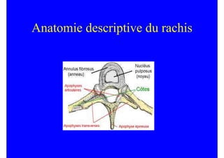 2008 Anatomie descriptive du rachis