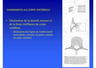 2008 Anatomie descriptive du rachis