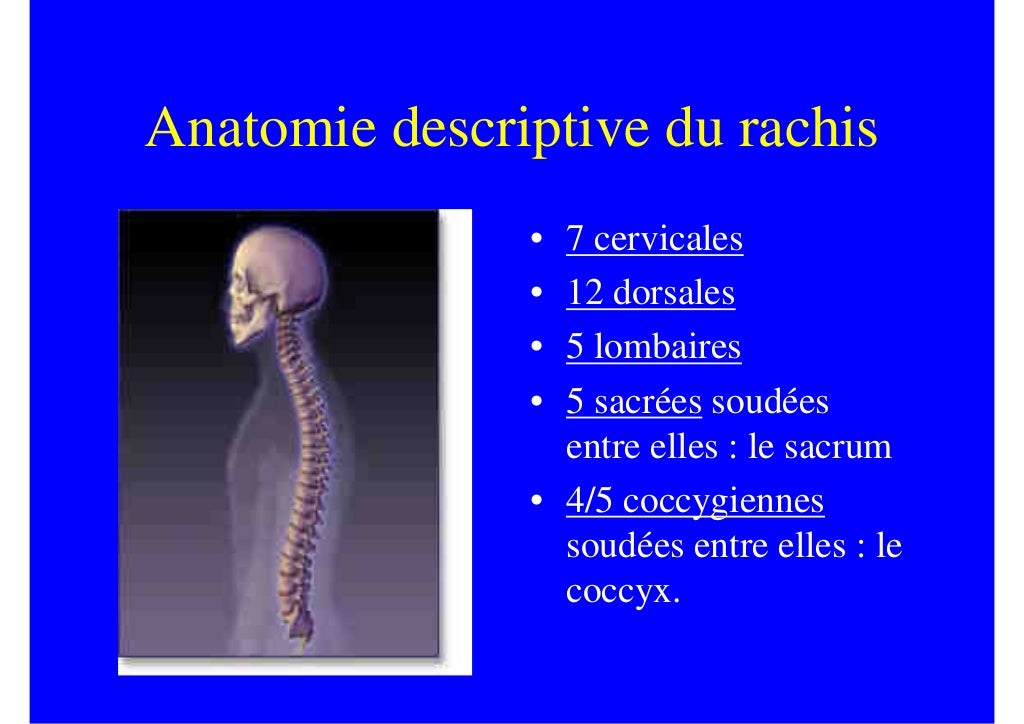 2008 Anatomie descriptive du rachis