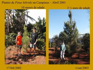 17/feb/2002 1/out/2003 Plantio de  Pinus hibrido  na Campinus – Abril 2001 10 meses de edade 2 ½ anos de edade 