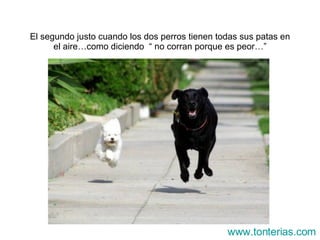 El segundo justo cuando los dos perros tienen todas sus patas en el aire…como diciendo  “ no corran porque es peor…” www.tonterias.com 