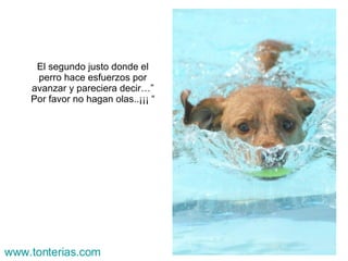 El segundo justo donde el perro hace esfuerzos por avanzar y pareciera decir…” Por favor no hagan olas..¡¡¡ “ www.tonterias.com 