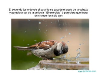 El segundo justo donde el pajarito se sacude el agua de la cabeza y pareciera ser de la pel ícula “ El exorcista” ó pareciera que fuera un cíclope (un solo ojo) www.tonterias.com 