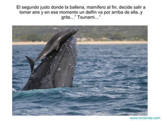 El segundo justo donde la ballena, mam ífero al fin, decide salir a tomar aire y en ese momento un delfín va por arriba de ella..y grita…” Tsunami…” www.tonterias.com 