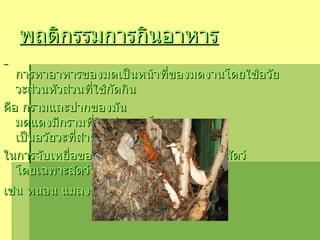 พฤติกรรมการกินอาหาร   การหาอาหารของมดเป็นหน้าที่ของมดงานโดยใช้อวัยวะส่วนหัวส่วนที่ใช้กัดกิน คือ กรามและปากของมัน มดแดงมีกรามที่ใหญ่และแข็งแรงมาก เป็นอวัยวะที่สำคัญ ในการจับเหยื่อของมัน มดแดงจัดเป็นพวกกินสัตว์ โดยเฉพาะสัตว์ที่ขาเป็นปล้อง  เช่น หนอน แมลงชนิดต่างๆ เป็นต้น   