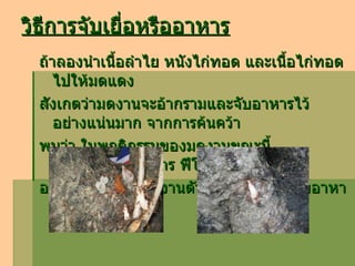 วิธีการจับเยื่อหรืออาหาร   ถ้าลองนำเนื้อลำไย หนังไก่ทอด และเนื้อไก่ทอด ไปให้มดแดง สังเกตว่ามดงานจะอ้ากรามและจับอาหารไว้ อย่างแน่นมาก จากการค้นคว้า พบว่า ในพฤติกรรมของมดงานขณะนี้ มดงานจะปล่อยสาร ฟีโรโมน  ออกมาเพื่อเรียกมดงานตัวอื่นๆมาช่วยกันจับอาหาร 