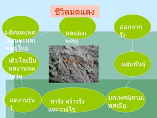 ชีวิตมดแดง มดแดงเพศผู้  และเพศเมีย ออกจากรัง ผสมพันธุ์ มดเพศผู้ตายเพศเมีย  กลายเป็นราชินี หารัง สร้างรัง และวางไข่ มดงานรุ่น  1 เติบโตเป็นมดงานหลายรุ่น ผลิตมดเพศเมียและมดเพศผู้ใหม่ 