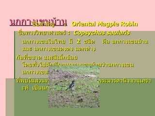 นกกางเขนบ้าน ชื่อสามัญ  :  Oriental Magpie Robin ชื่อทางวิทยาศาสตร์  :    Copsychus saularis นกกางเขนในไทย  มี  2  ชนิด  คือ   นกกางเขนบ้าน  และ นกกางเขนดงดง แตกต่าง กันที่ขนาด และสีเล็กน้อย โดยทั่วไปมักเรียกนกกางเขนบ้านว่านกกางเขน   นกกางเขน ที่พบในสวนพฤกษศาสตร์โรงเรียนพระมารดานิจจานุเคราะห์  เป็นนกกางเขนบ้าน  