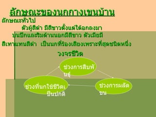 ลักษณะของนกกางเขนบ้าน ลักษณะทั่วไป       ตัวผู้สีดำ มีสีขาวตั้งแต่ใต้อกลงมา บนปีกและริมด้านนอกมีสีขาว ตัวเมียมี สีเทาแทนสีดำ  เป็นนกที่ร้องเสียงเพราะที่สุดชนิดหนึ่ง วงจรชีวิต ช่วงการสืบพันธุ์ ช่วงที่นกใช้ชีวิตเป็นปกติ ช่วงการผลัดขน 