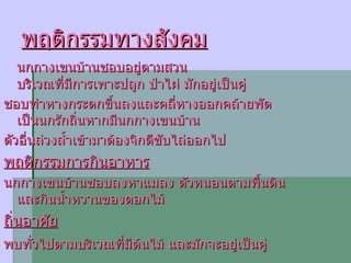 พฤติกรรมทางสังคม นกกางเขนบ้านชอบอยู่ตามสวน บริเวณที่มีการเพาะปลูก ป่าไผ่ มักอยู่เป็นคู่ ชอบทำหางกระดกขึ้นลงและคลี่หางออกคล้ายพัด เป็นนกรักถิ่นหากมีนกกางเขนบ้าน ตัวอื่นล่วงล้ำเข้ามาต้องจิกตีขับไล่ออกไป พฤติกรรมการกินอาหาร   นกกางเขนบ้านชอบลงหาแมลง ตัวหนอนตามพื้นดิน และกินน้ำหวานของดอกไม้ ถิ่นอาศัย พบทั่วไปตามบริเวณที่มีต้นไม้ และมักจะอยู่เป็นคู่   