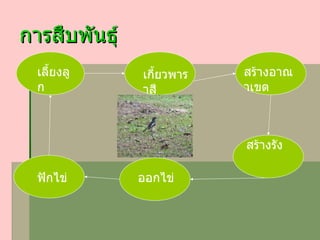 การสืบพันธุ์ เกี้ยวพาราสี สร้างอาณาเขต สร้างรัง ออกไข่ เลี้ยงลูก ฟักไข่ 