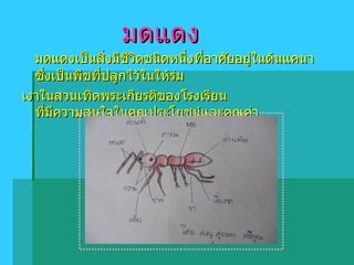 มดแดง มดแดงเป็นสิ่งมีชีวิตชนิดหนึ่งที่อาศัยอยู่ในต้นแคนา ซึ่งเป็นพืชที่ปลูกไว้ในให้ร่ม เงาในสวนเทิดพระเกียรติของโรงเรียน ที่มีความสนใจในคุณประโยชน์และคุณค่า ลักษณะรูปร่างของมดแดง 